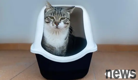If the cat toilet is improperly placed, the cat may be convenient everywhere!