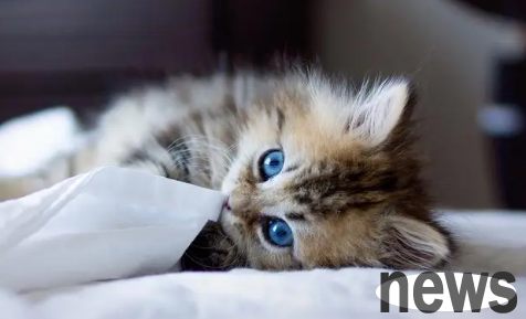 The six types of cats that are recognized as 