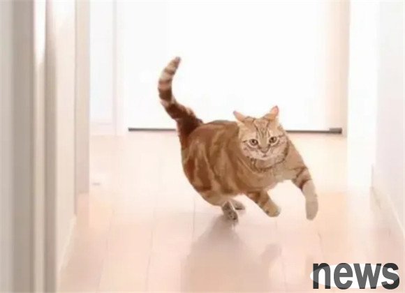 Why do cats suddenly run around like crazy?