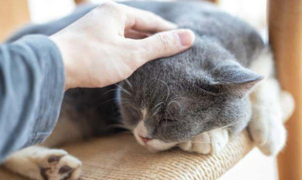 What should a cat do when he just arrived at his new home? Excessive care is not desirable