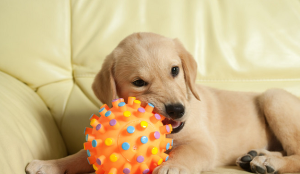 Can dogs take human cold medicine if they catch a cold?