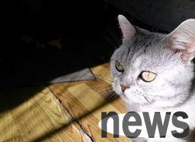 How do cats judge health?
