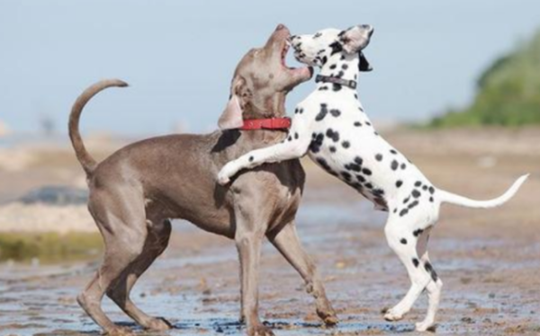 This article tells you how long will it take for dogs to recover from injuries in a fight?