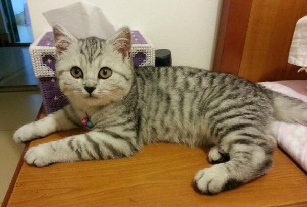 The five types of cats that are the best to 