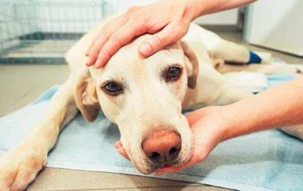 Let me tell you, why does a dog not need a matching blood transfusion for the first time?
