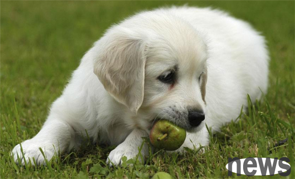 Can dogs eat dates? Be careful not to threaten life