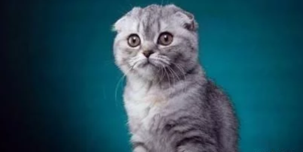 For the sake of profit, humans ask the cat mother to return the cat and the kitten. How sinful is pet breeding?