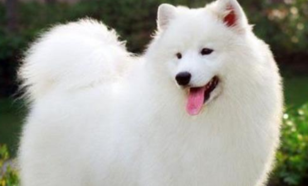 What types of white dogs are there? Do you want to raise one after reading this?