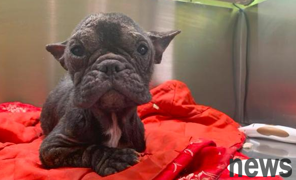The owner walked his cat and dog without a leash, and the bulldog was disabled in a car accident. Unexpectedly, it was abandoned next.