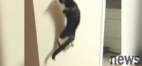 Controlling day and night in one second, the cat turns into Tigger and plays with switches in the middle of the night