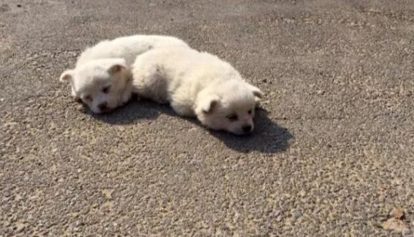 Three little puppies were hugging each other for warmth in a cave. When they saw someone coming, their expressions were so cute that netizens were amazed