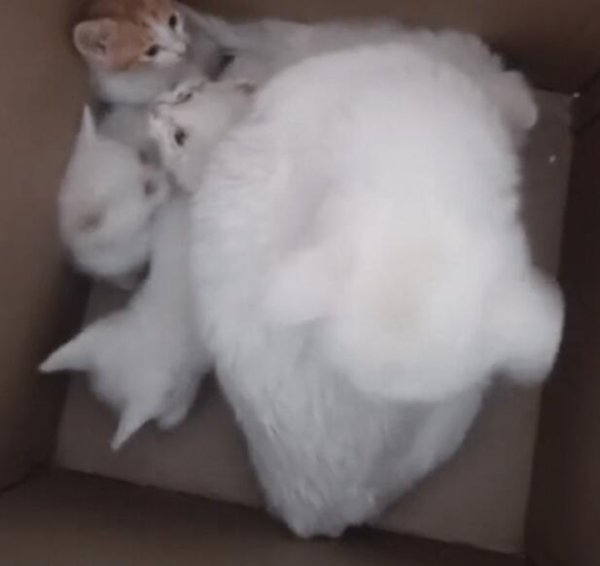 A litter of 6 cute cats was abandoned, but luckily a good person took them in