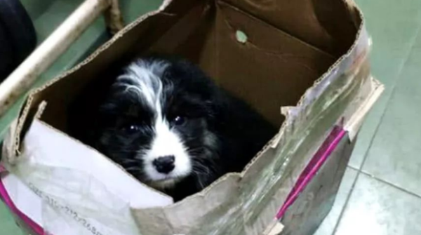 The girl accidentally picked up a puppy, and when she saw what the puppy looked like, she burst into tears.