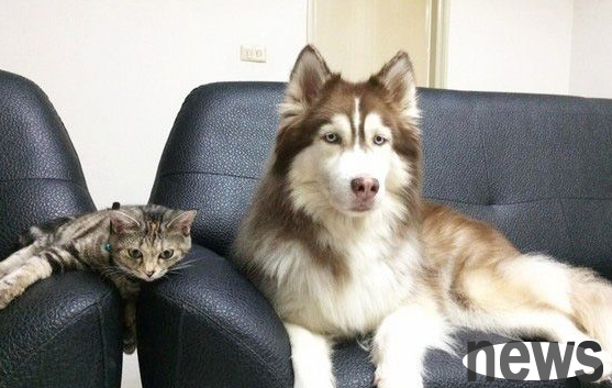 This is a historic moment! Cat and dog sisters rarely get together during the running-in period